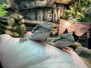 Suga & Spice