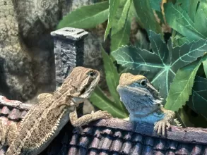 Suga & Spice