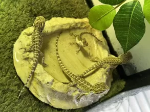 Suga & Spice