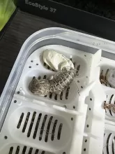 Suga & Spice