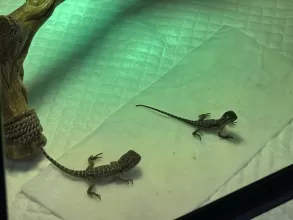 Suga & Spice