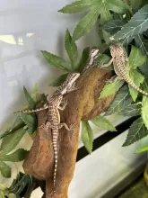 Suga & Spice