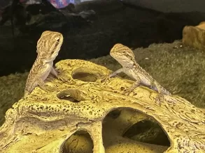 Suga & Spice