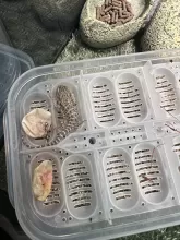 Suga & Spice