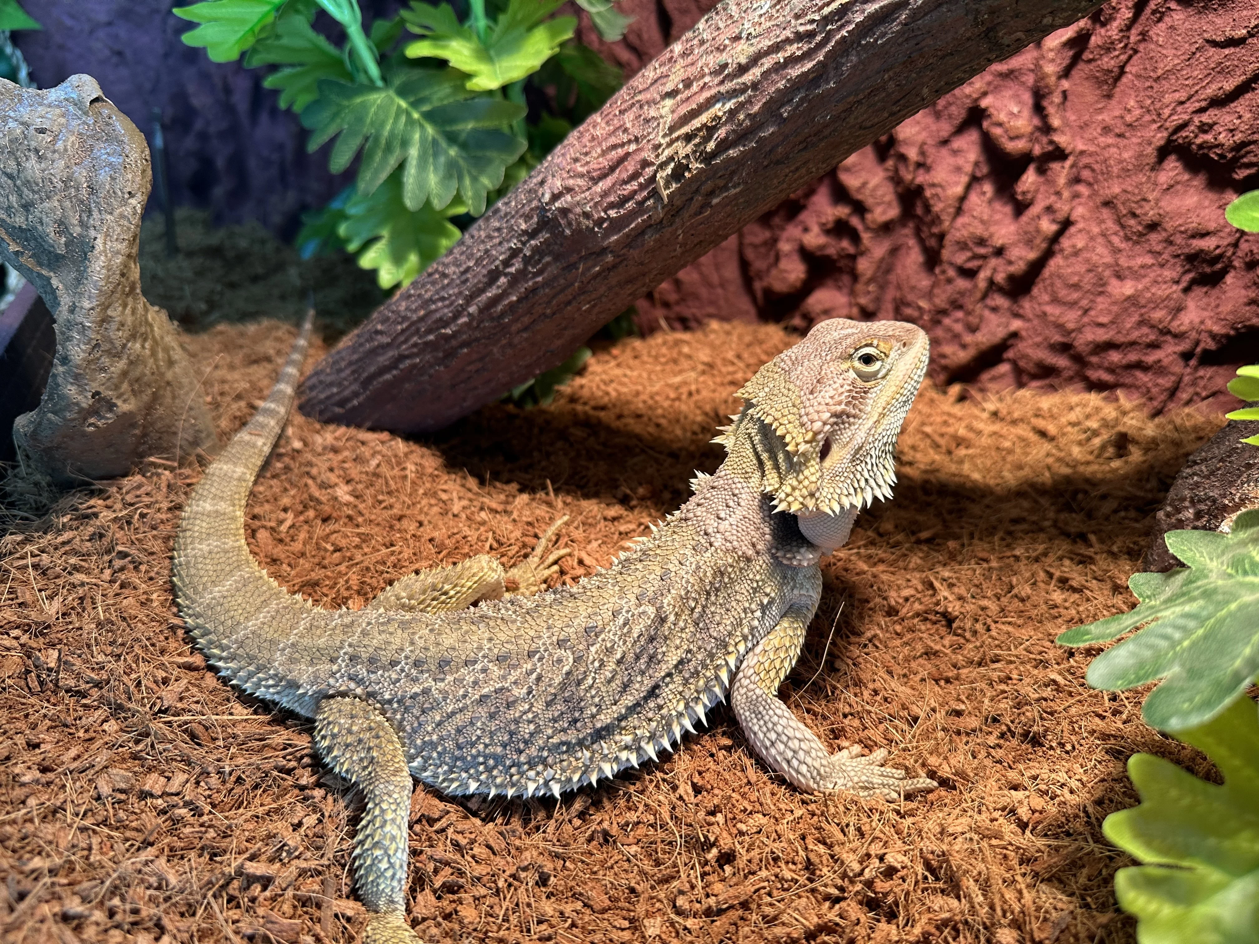 BamBam